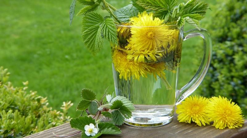 Dandelion Dandelion