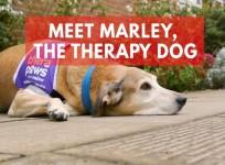 Meet Marley, the adorable therapy dog helping people with dementia