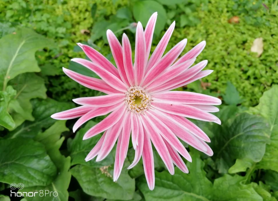 Huawei, Honor 8 Pro, camera review, price, launch, specification