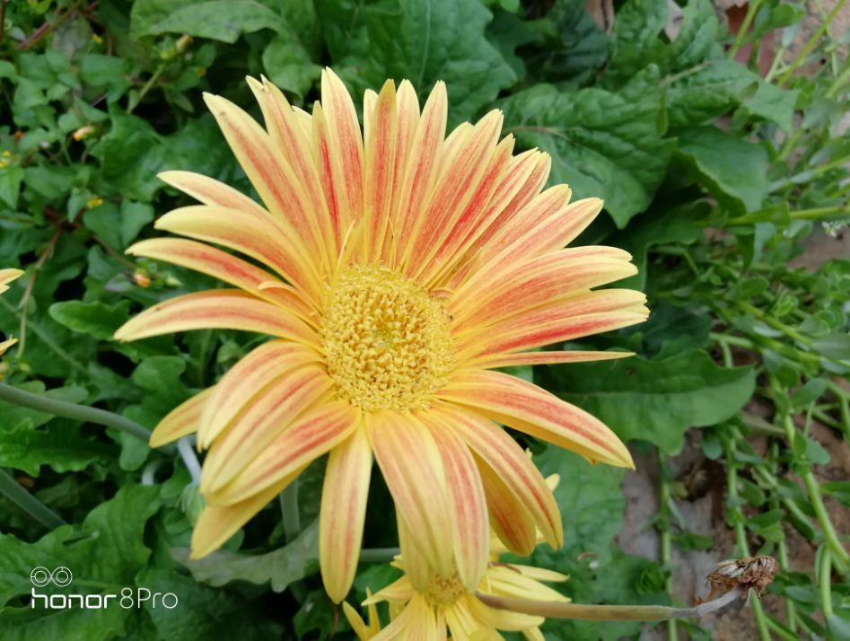 Huawei, Honor 8 Pro, camera review, price, launch, specification