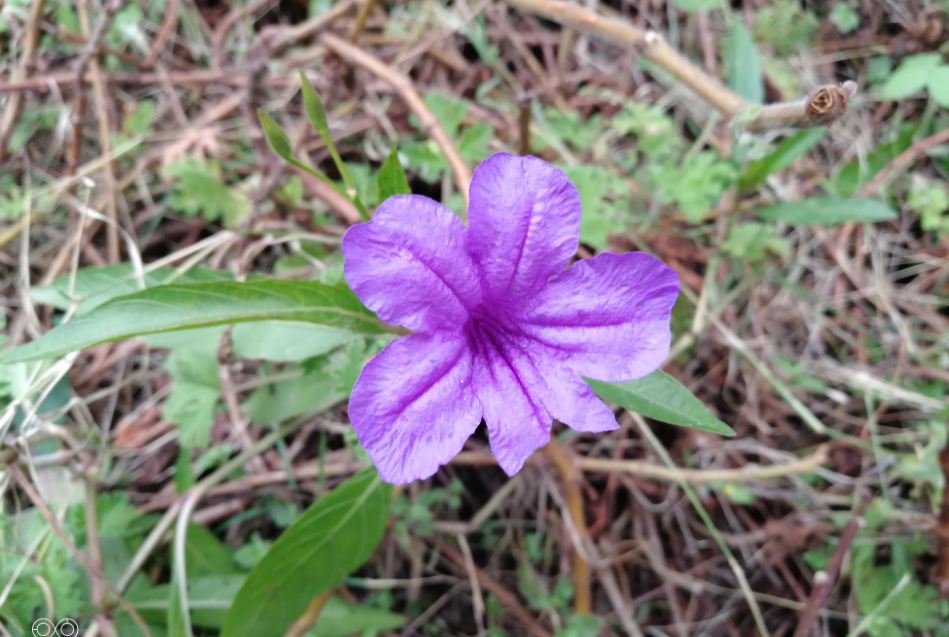 Huawei, Honor 8 Pro, camera review, price, launch, specification