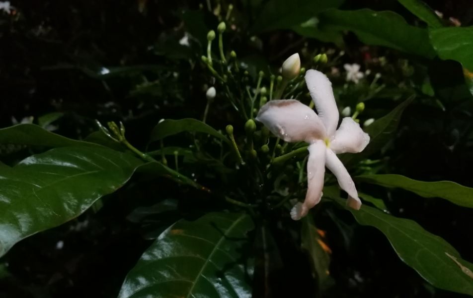 Huawei, Honor 8 Pro, camera review, price, launch, specification