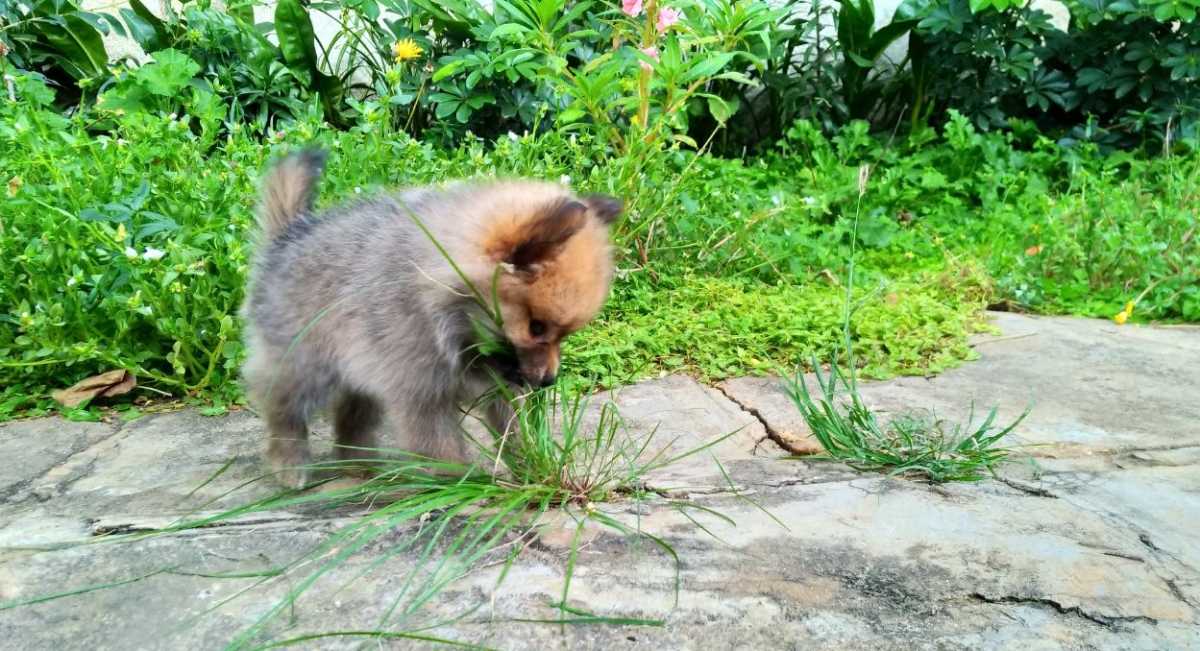 Asus Zenfone Zoom S camera sample taken during the morning Asus, Zenfone Zoom S, review, display, design, battery, performance