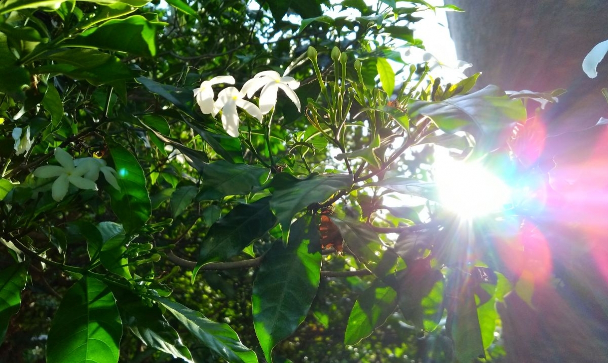 Asus Zenfone Zoom S camera sample taken in the evening Asus, Zenfone Zoom S, review, display, design, battery, performance