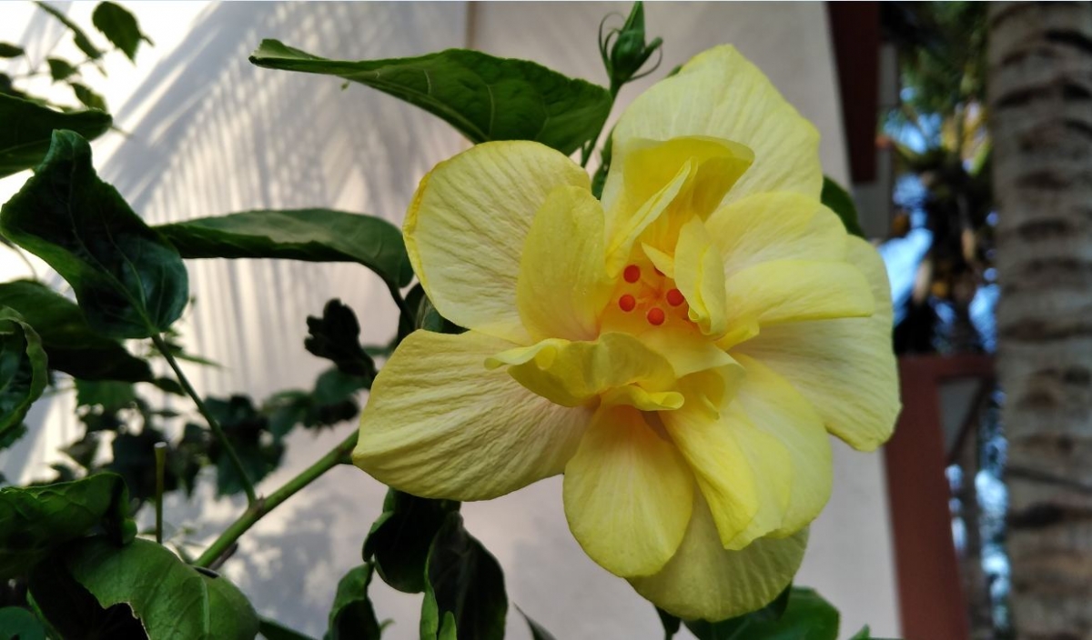 Asus Zenfone Zoom S camera sample taken during morning Asus, Zenfone Zoom S, review, display, design, battery, performance