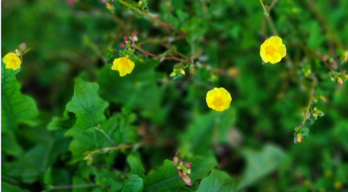 Asus Zenfone Zoom S camera sample with Bokeh Blur effect via Portrait mode Asus, Zenfone Zoom S, review, display, design, battery, performance