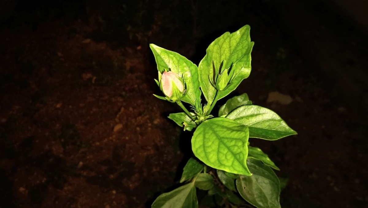 Asus Zenfone Zoom S camera sample taken during the night Asus, Zenfone Zoom S, review, display, design, battery, performance