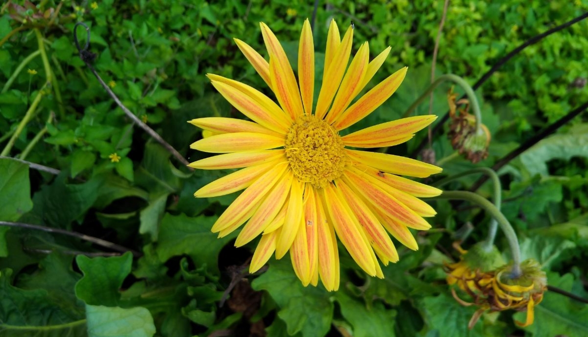 Asus Zenfone Zoom S camera sample taken during the morning Asus, Zenfone Zoom S, review, display, design, battery, performance