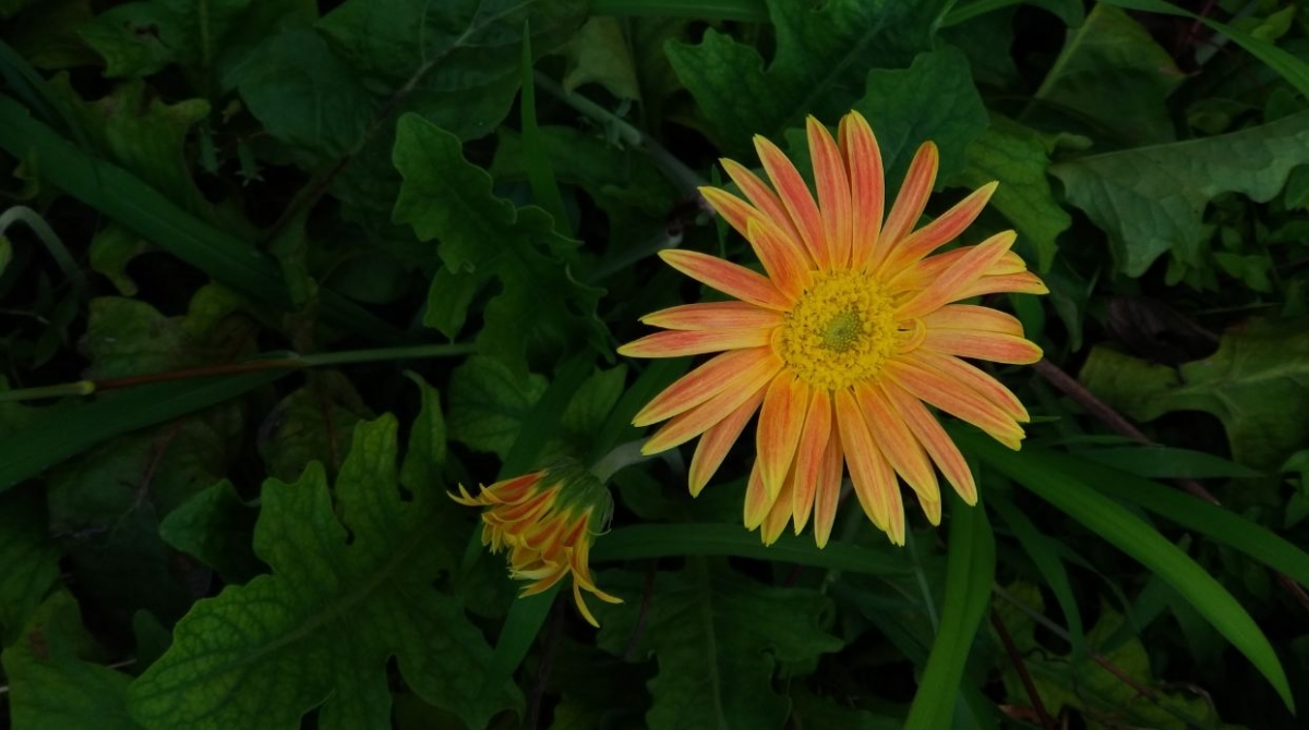 Asus Zenfone Zoom S camera sample taken during the evening Asus, Zenfone Zoom S, review, display, design, battery, performance