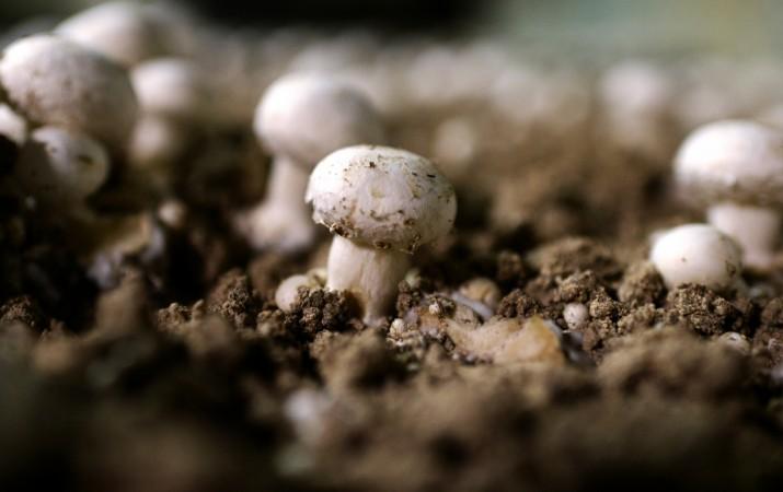 Button mushrooms are pictured on February 27, 2013 in Montesson, outside Paris. Common button mushrooms