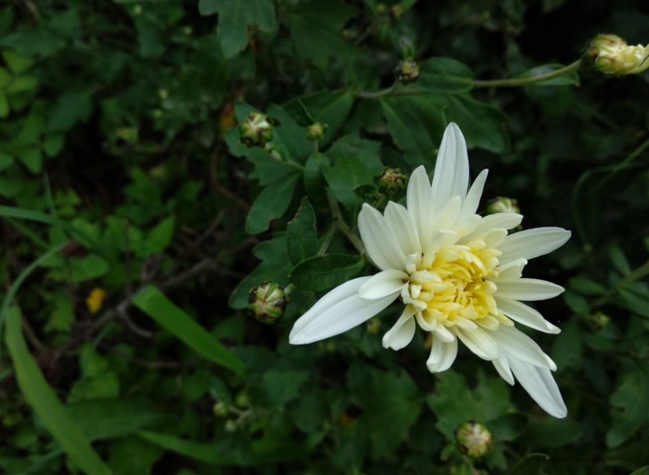 Xiaomi Mi A1 Android One camera sample taken in the morning Xiaomi, Mi A1, Android One, review, camera, design,price, specifications, launch, features