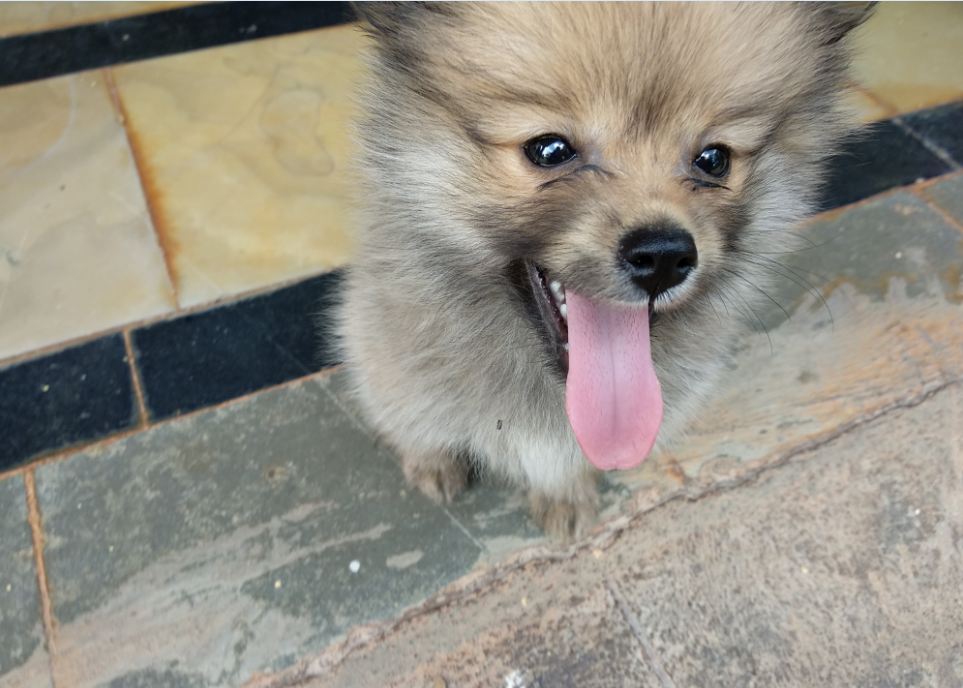 Xiaomi Mi A1 Android One camera close-up (macro photography) shot Xiaomi, Mi A1, Android One, review, camera, design,price, specifications, launch, features