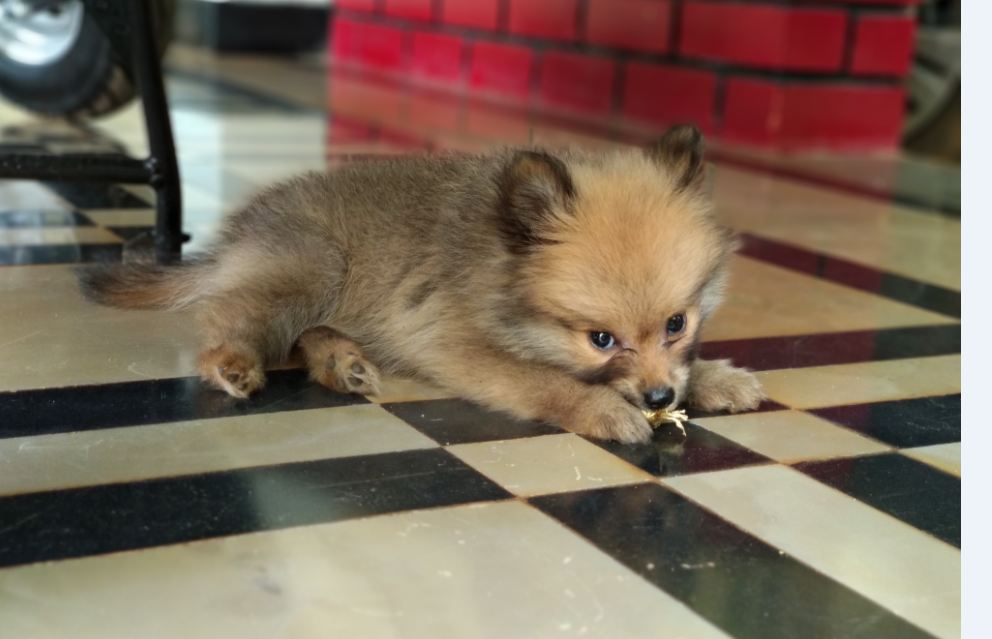 Xiaomi Mi A1 Android One photo sample taken in the morning Xiaomi, Mi A1, Android One, review, camera, design,price, specifications, launch, features