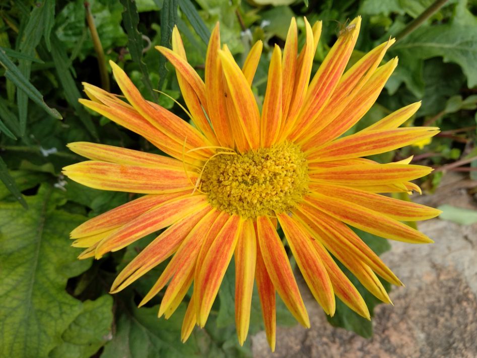 Xiaomi Mi A1 Android One macro photography sample Xiaomi, Mi A1, Android One, review, camera, design,price, specifications, launch, features