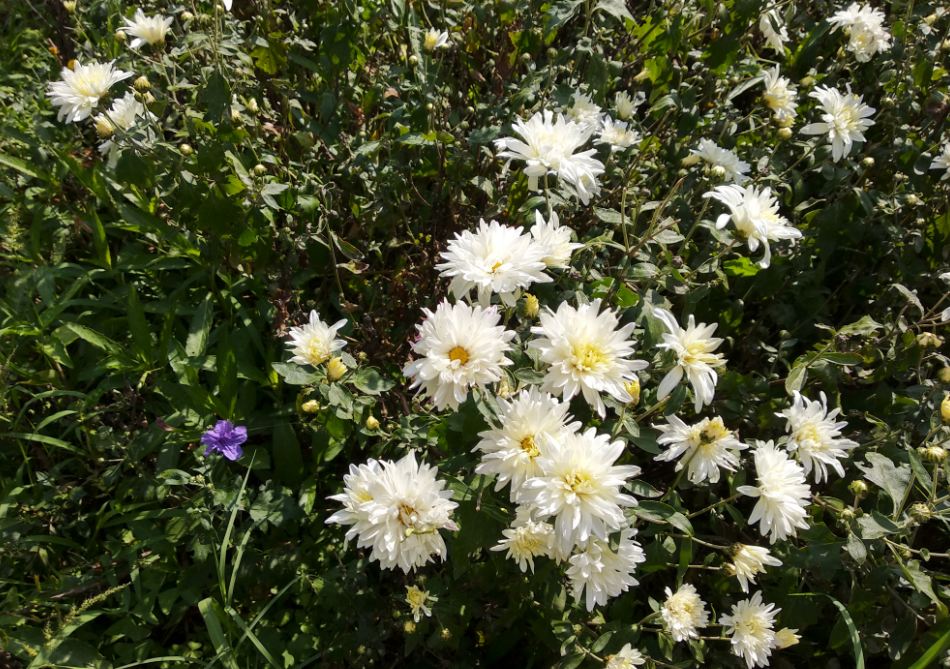 Xiaomi Mi A1 Android One sample taken during the afternoon Xiaomi, Mi A1, Android One, review, camera, design,price, specifications, launch, features