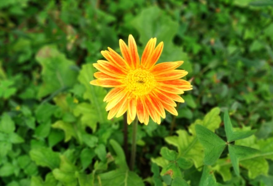 Xiaomi Mi A1 camera sample with Bokeh Blur Effect Xiaomi, Mi A1, Android One, review, camera, design,price, specifications, launch, features