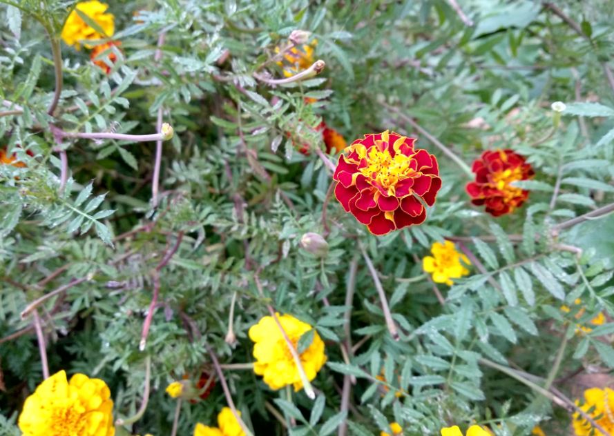 Xiaomi Mi A1 Android One camera sample with Bokeh Blur Effect Xiaomi, Mi A1, Android One, review, camera, design,price, specifications, launch, features