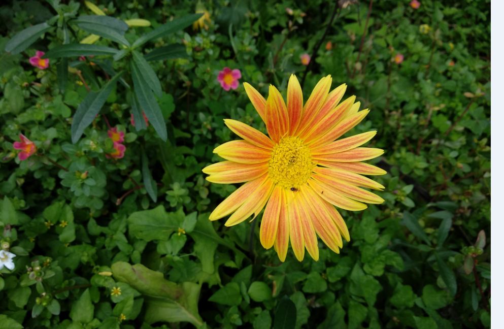 Xiaomi Mi A1 Android One camera sample taken in the evening Xiaomi, Mi A1, Android One, review, camera, design,price, specifications, launch, features