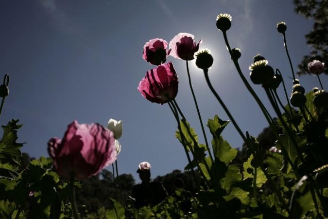 Poppy plants used to make heroin Heroin