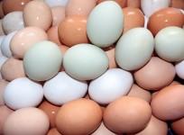 Eggs