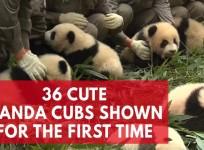 Cuteness overload as 36 giant panda cubs make first public appearance