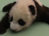 Chinese panda breeders act as surrogate mothers to panda cubs