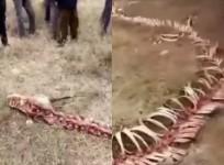 Dragon skeleton