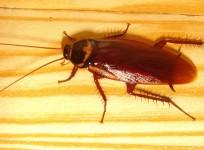 cockroach