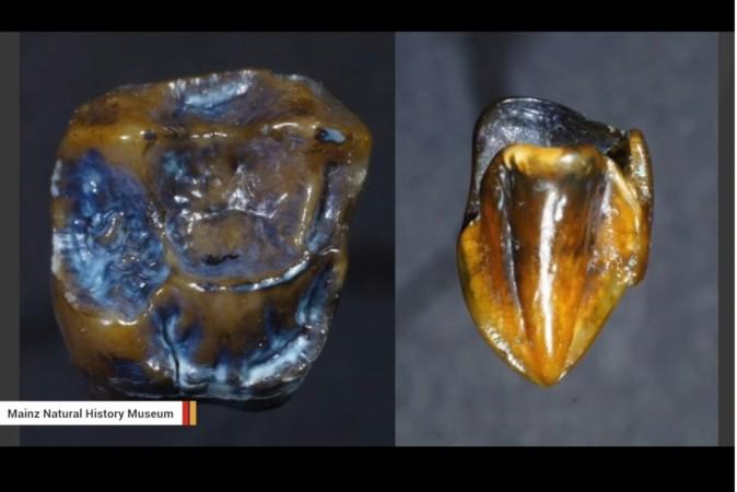 teeth fossil, Germany, discovered,