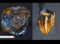 teeth fossil, Germany, discovered,