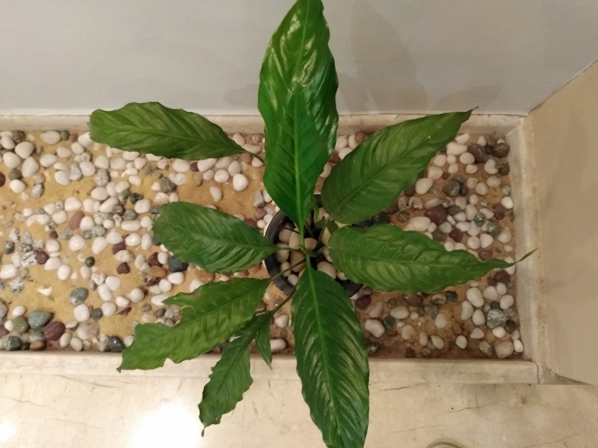 10.or G Review: Camera