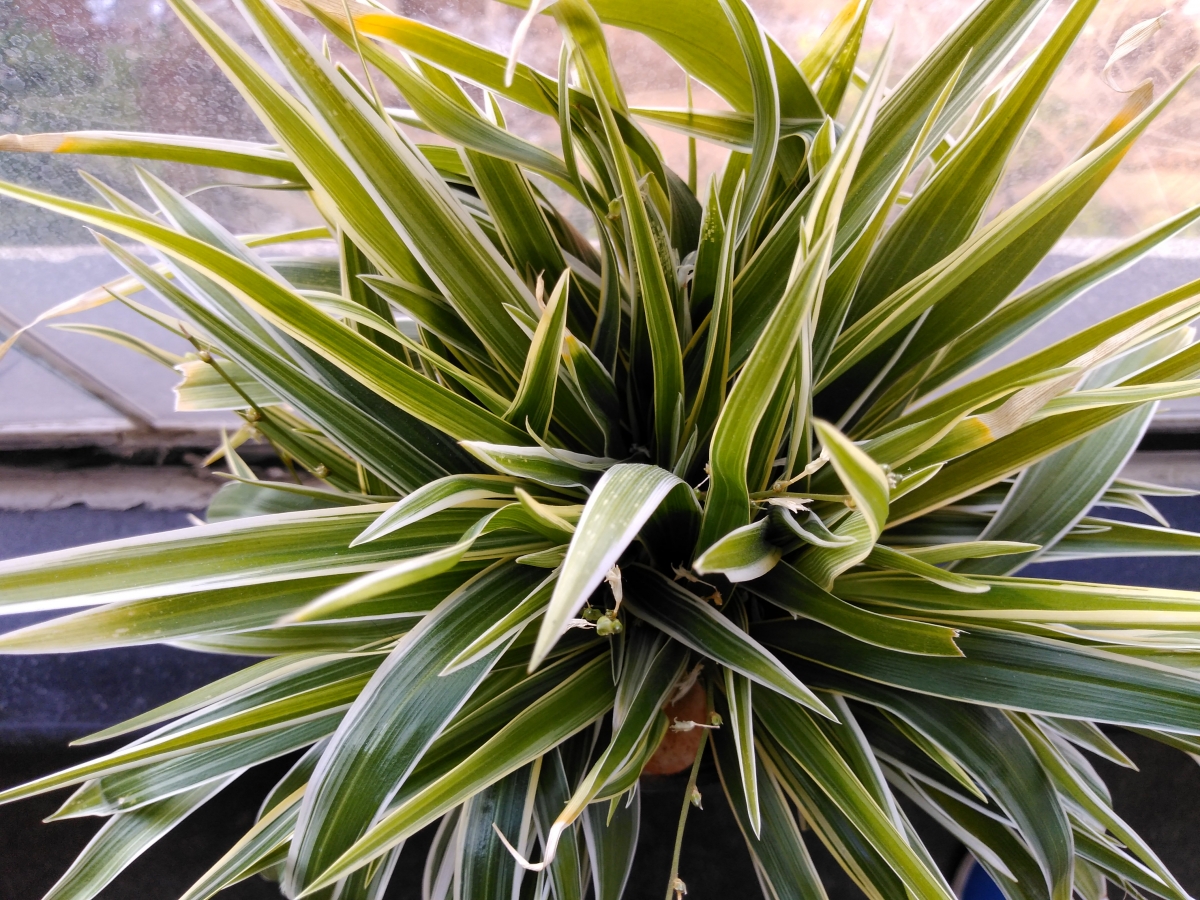 10.or G Review: Camera