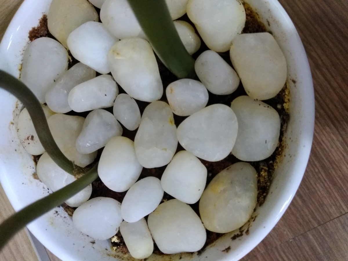 10.or G Review: Camera