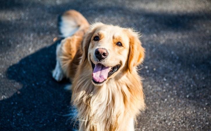 Golden retriever. golden retriever