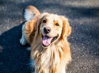 golden retriever