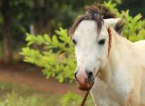 horse