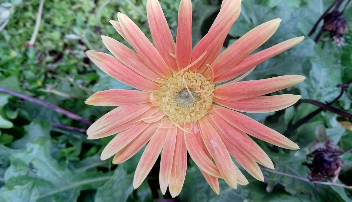 Asus Zenfone 4 Selfie Pro primary camera sample taken in the early morning Asus, Zenfone 4 Selfie Pro, review, camera, price, specifications, release, Flipkart