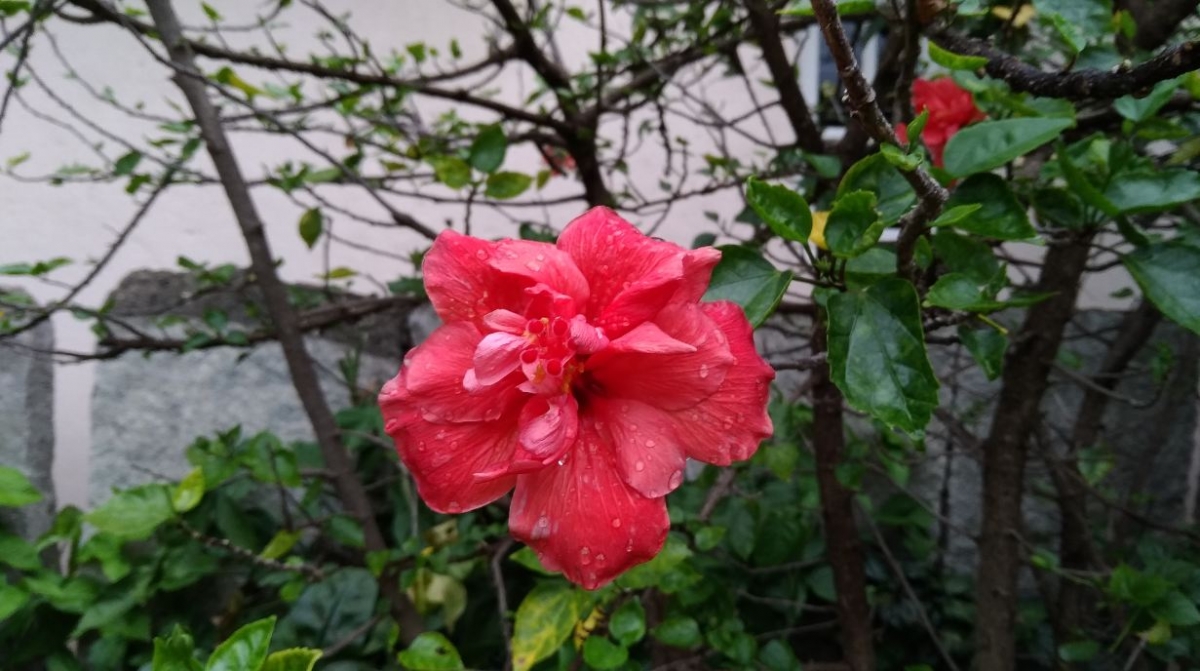 Asus Zenfone 4 Selfie Pro primary camera sample taken in the morning Asus, Zenfone 4 Selfie Pro, review, camera, price, specifications, release, Flipkart