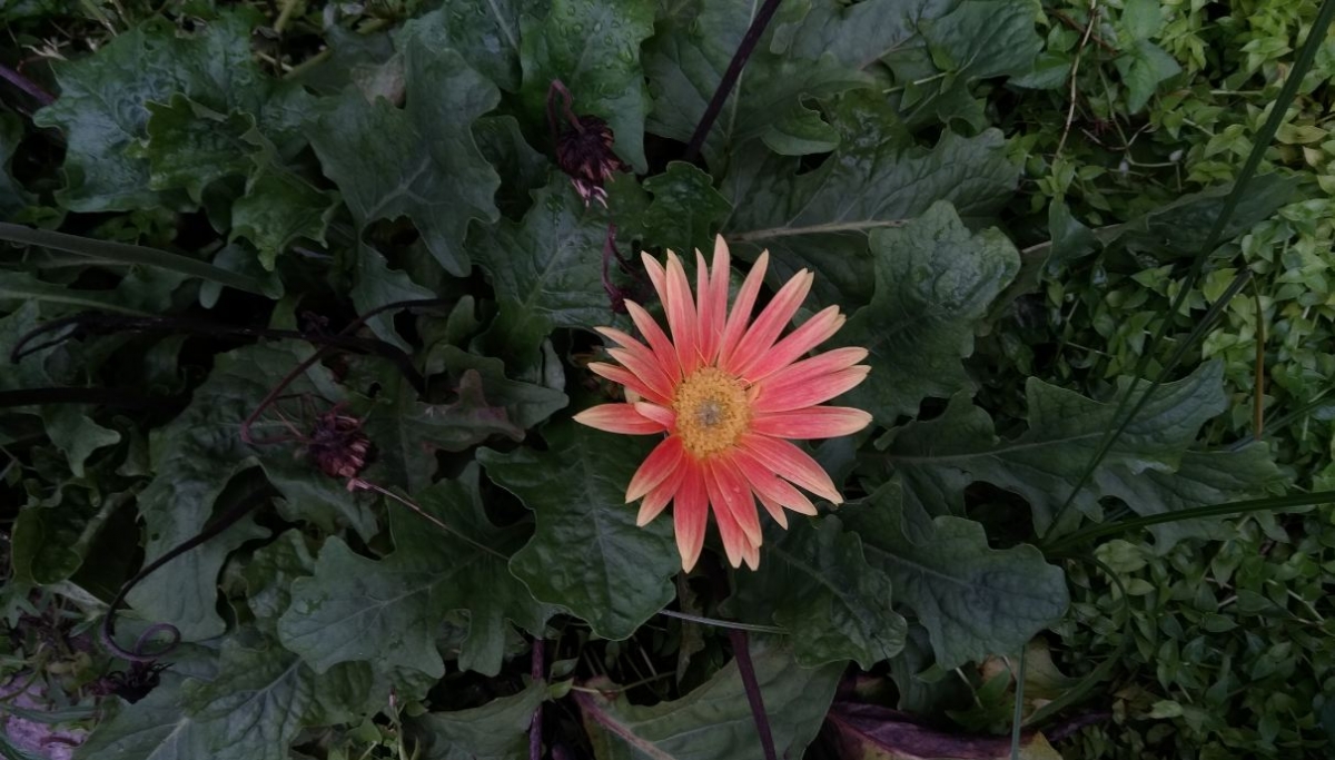 Asus Zenfone 4 Selfie Pro primary camera sample taken in the evening Asus, Zenfone 4 Selfie Pro, review, camera, price, specifications, release, Flipkart