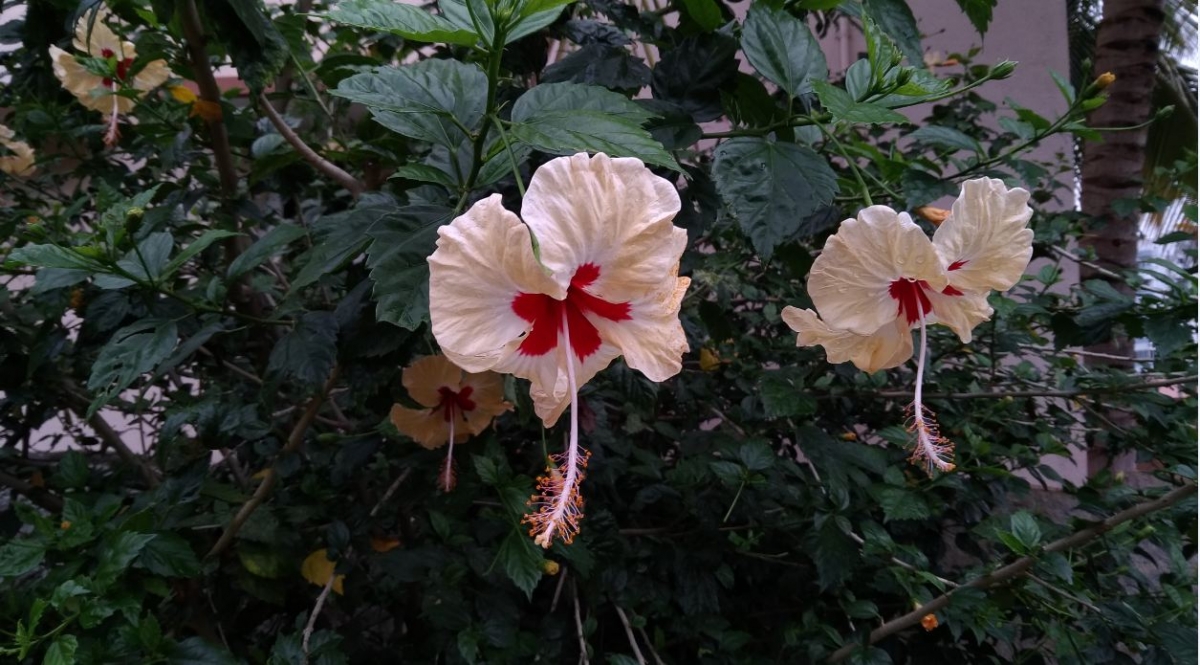 Asus Zenfone 4 Selfie Pro primary camera sample taken in the evening Asus, Zenfone 4 Selfie Pro, review, camera, price, specifications, release, Flipkart