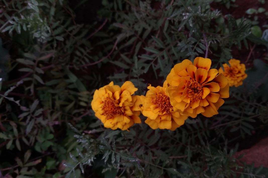 Asus Zenfone 4 Selfie Pro primary camera sample taken in the late evening Asus, Zenfone 4 Selfie Pro, review, camera, price, specifications, release, Flipkart