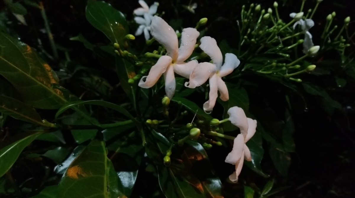 Asus Zenfone 4 Selfie Pro primary camera sample taken in the night Asus, Zenfone 4 Selfie Pro, review, camera, price, specifications, release, Flipkart