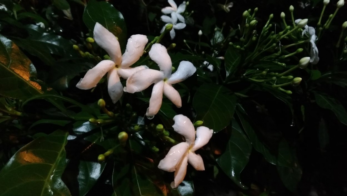 Asus Zenfone 4 Selfie Pro primary camera sample taken in the night Asus, Zenfone 4 Selfie Pro, review, camera, price, specifications, release, Flipkart