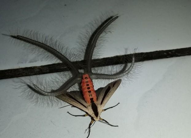 Creatonotos gangis moth Creatonotos gangis moth