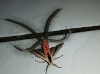 Creatonotos gangis moth