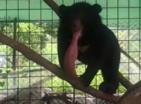 University of Edinburgh vets helps save bear with monstrously enlarged tongue