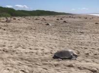 Mexican police officer stands guard over nesting sea turtles