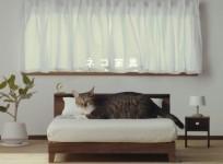 Japanese company launches super-chic collection of cat furniture