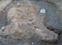 Fish Lizard, fossil, India, discovered,