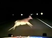 Police car left wrecked after high speed collision with deer
